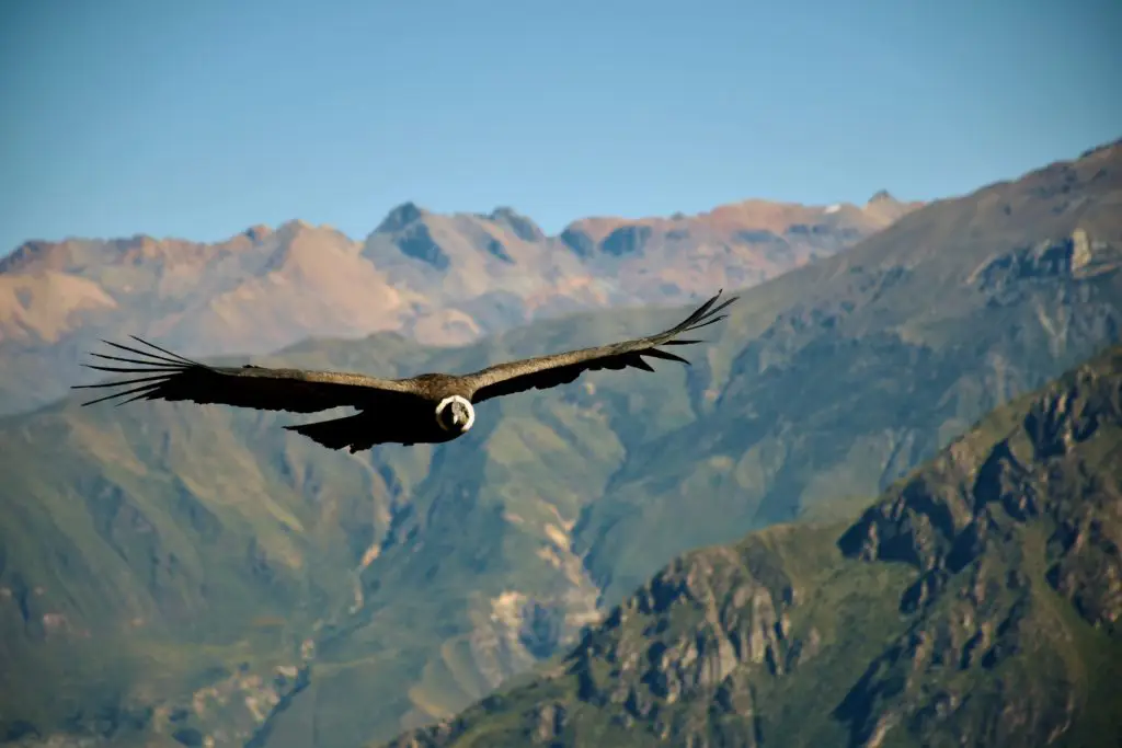 El Vuelo del Cóndor Andino.Mirador de la Cruz del Cóndor.Cañón del Colca.Arequipa.Perú.