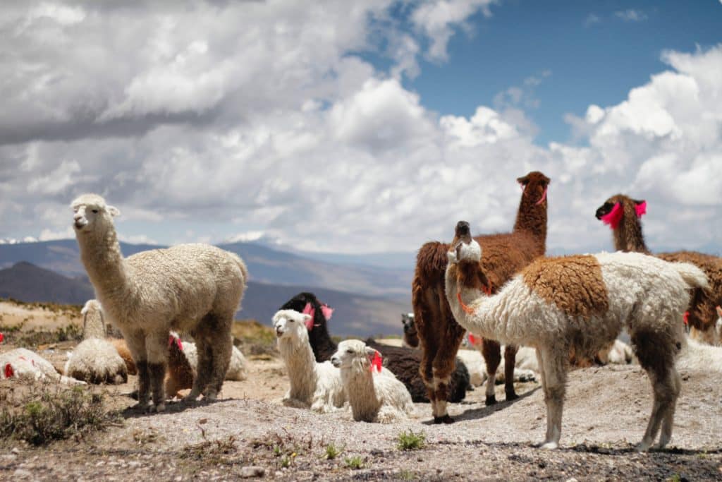 Llama, vicuña, alpaca.Fauna Valle del Colca.Arequipa.Perú