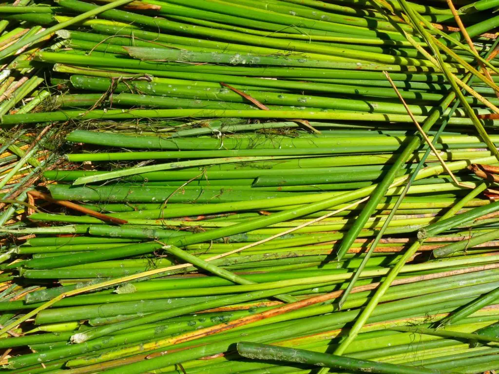 La Totora.Flora Lago Titicacaca.Perú