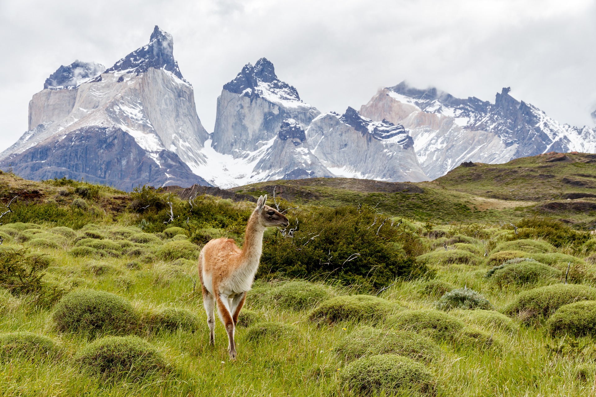 Guanaco, fauna de las Torres del Paine.