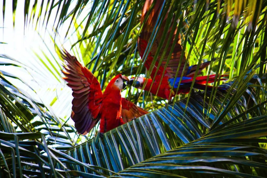 Flora y fauna en la Ciudad perdida