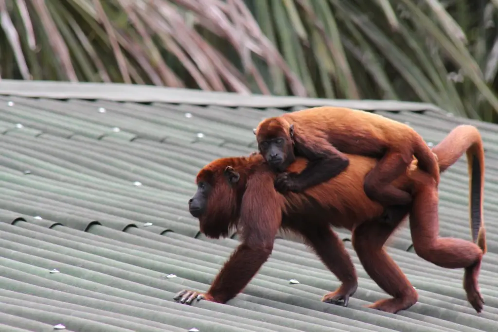 Isla de los Monos, fauna de Iquitos, tour por el amazonas