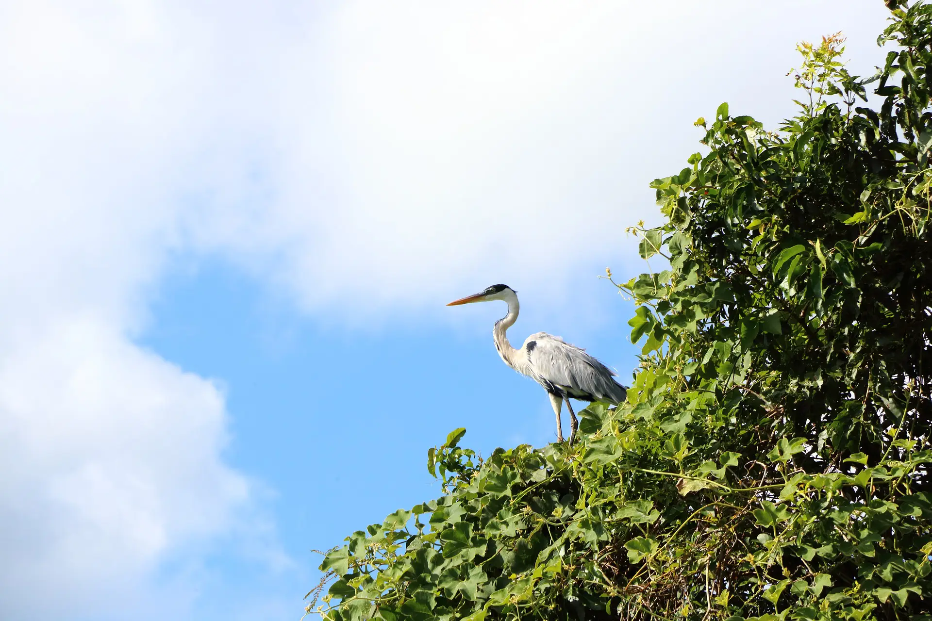 Observación de aves en senderismo por Madidi, Bolivia, qué ver, tour 3 dias