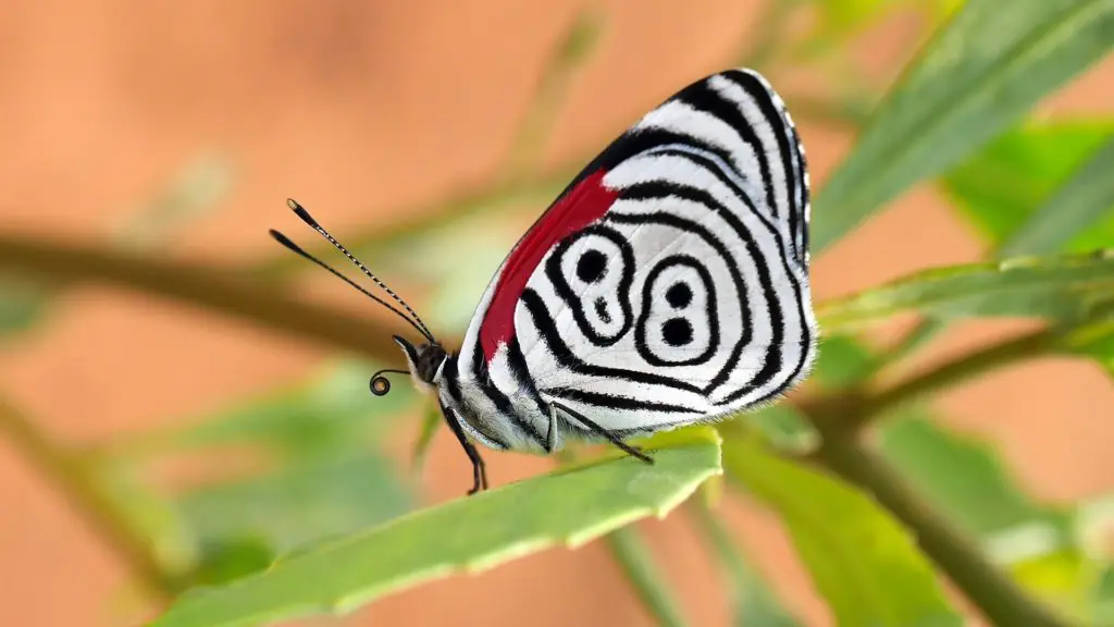 Mariposas en las caminatas por el Parque Madidi, Bolivia, que ver, senderismo