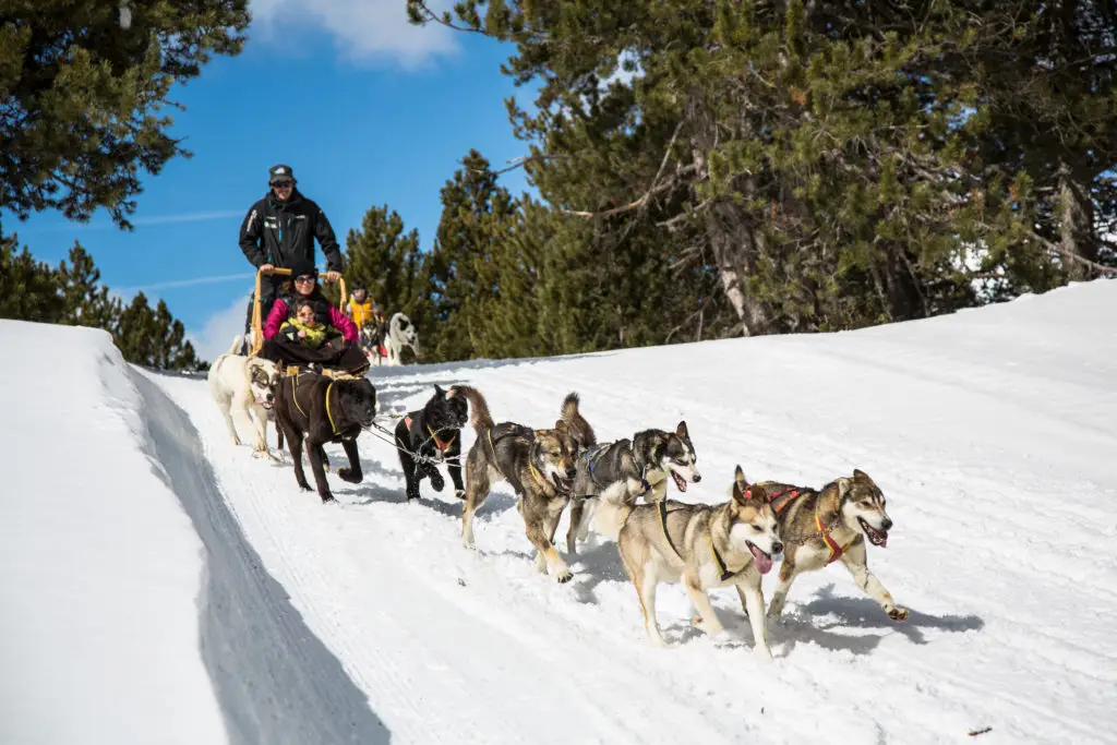 Mushing en Grandvalira (Andorra con niños)