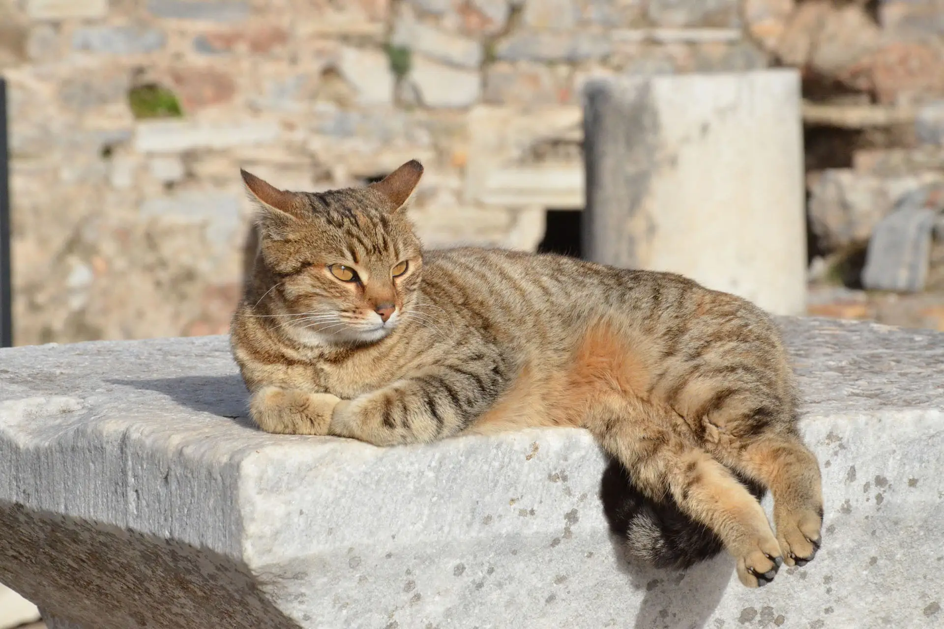 Gato en las Ruinas de Éfeso, Turquía