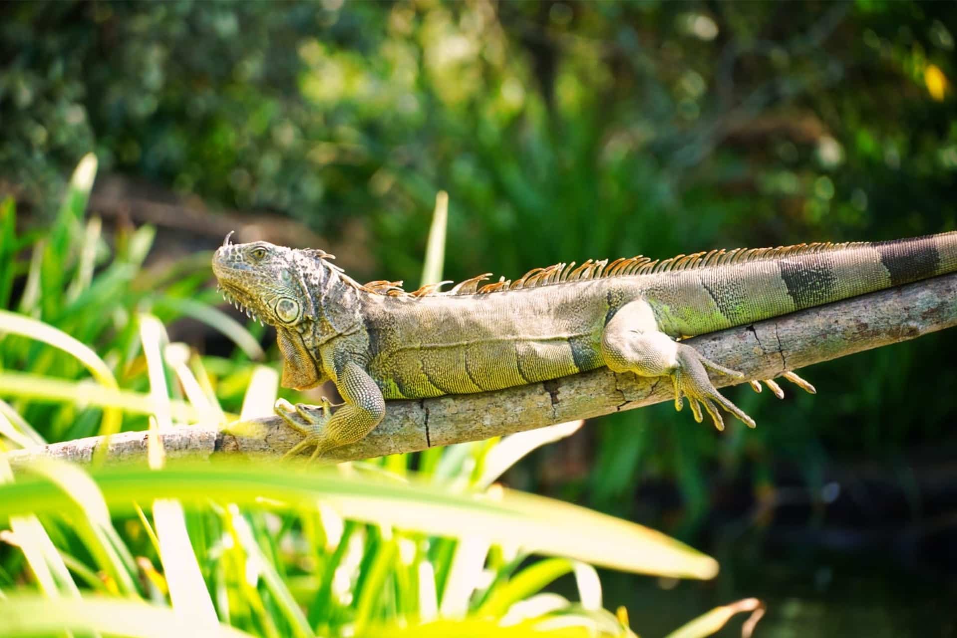 Iguana en el Parque Nacional de la Tovara, Riviera Nayarit, México