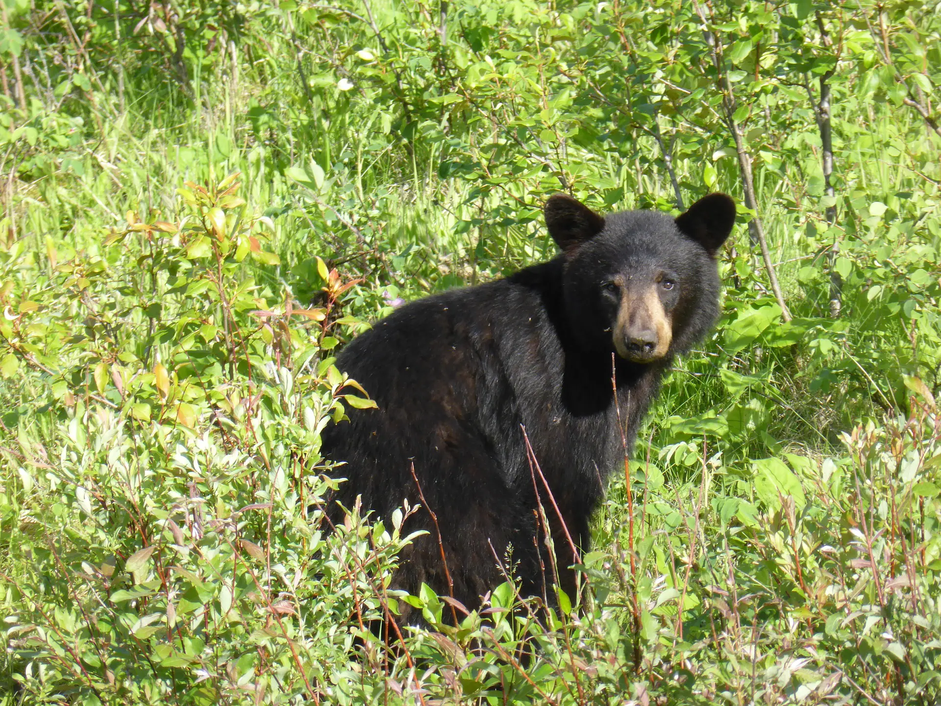 Oso negro en las Montañas Rocosas de Canadá