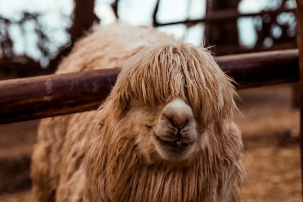 Llama en Awanacancha, Valle Sagrado de los Incas