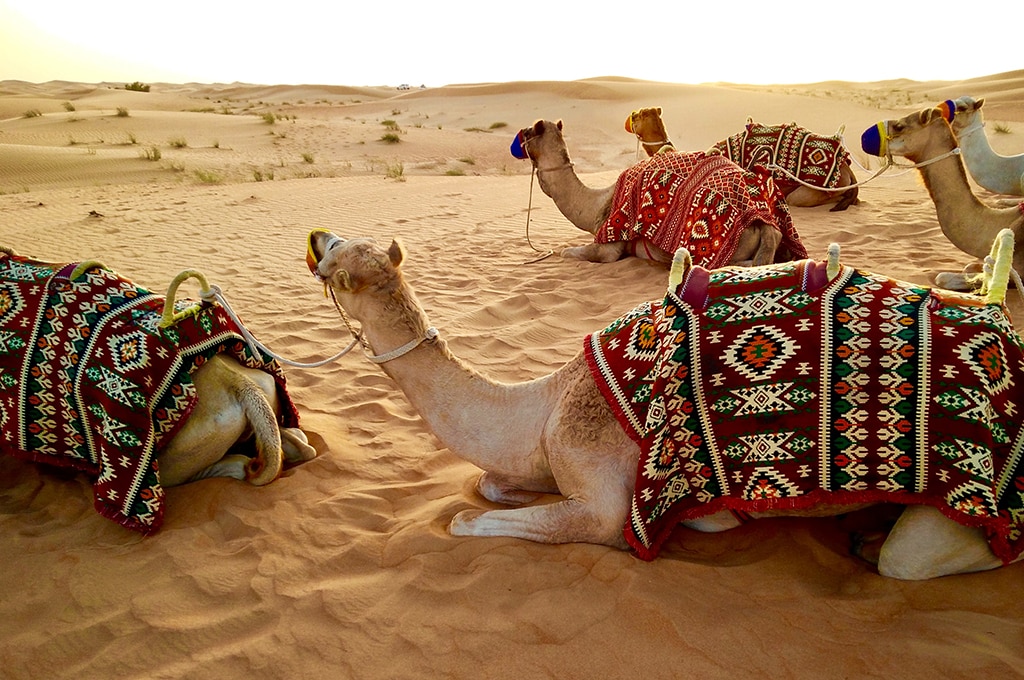 Kamele in der Wüste von Dubai