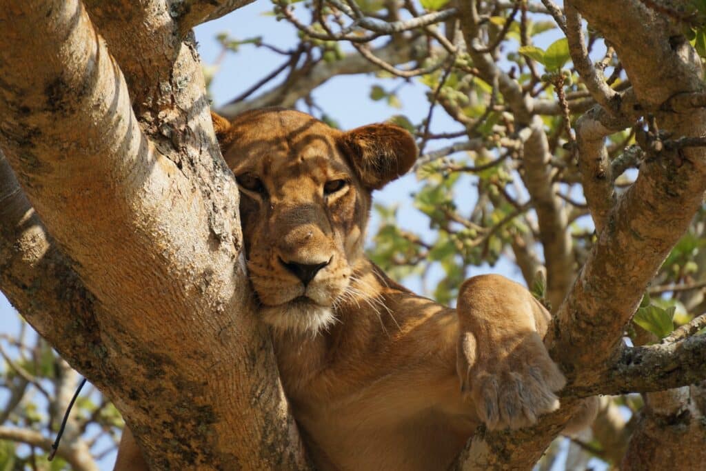ouganda-lion-safari-